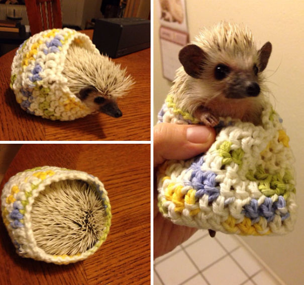 cute-animals-wearing-tiny-sweaters-85-5804d7834c9c8__605