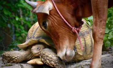 calf and tortoise