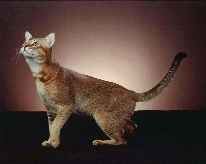 Цейлонская кошка 4