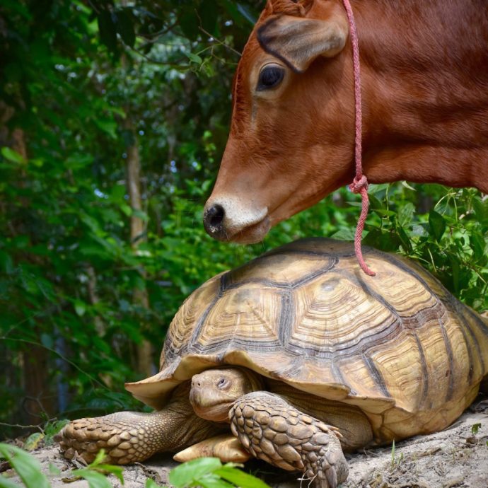 calf and tortoise