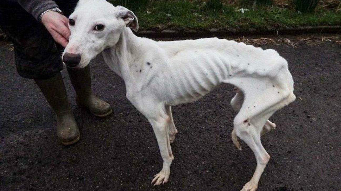 Самое тонкое животные. Азавак Левретка. Хортая борзая собака. Самая худая собака в мире.