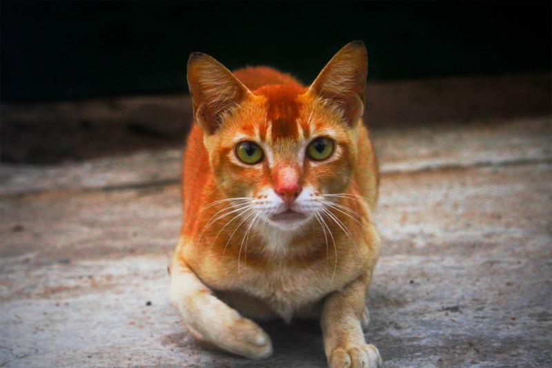 Цейлонская кошка 3