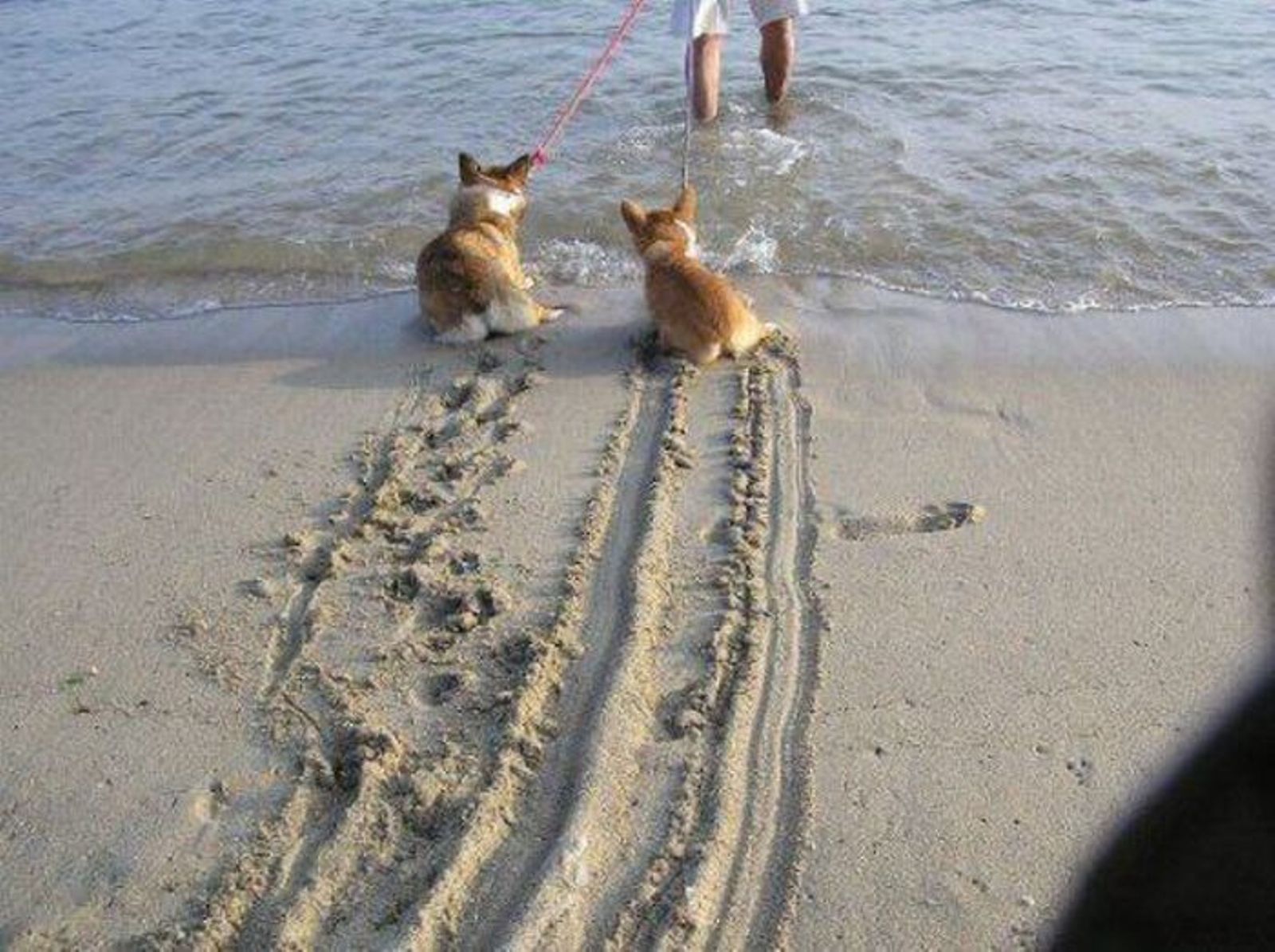 Я тоже хотел поехать к морю. Кот на пляже. Собака с АБС И без. Котик на море. Собака на море.