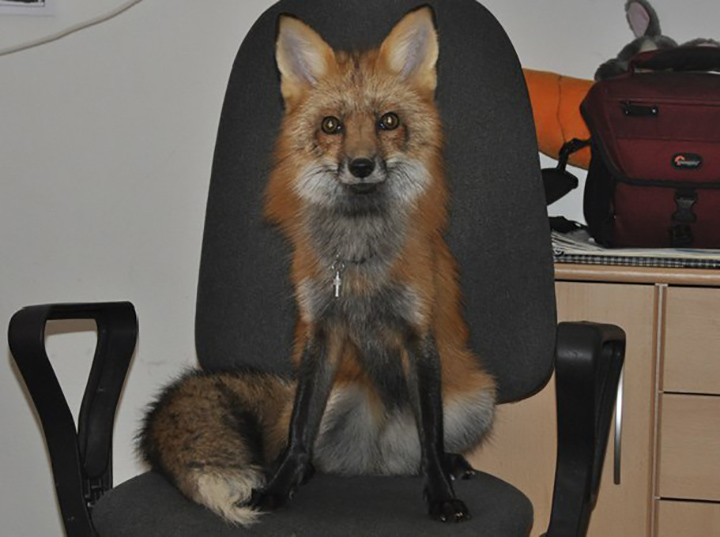 fox-10
