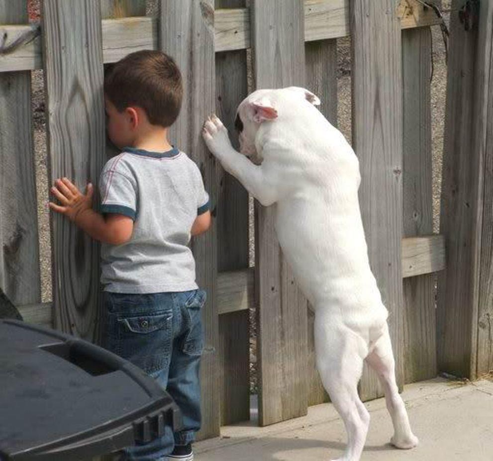 Сильный любопытство. Собака любопытство. Собака для детей. Смешные дети и животные. Смешные фото детей и животных.