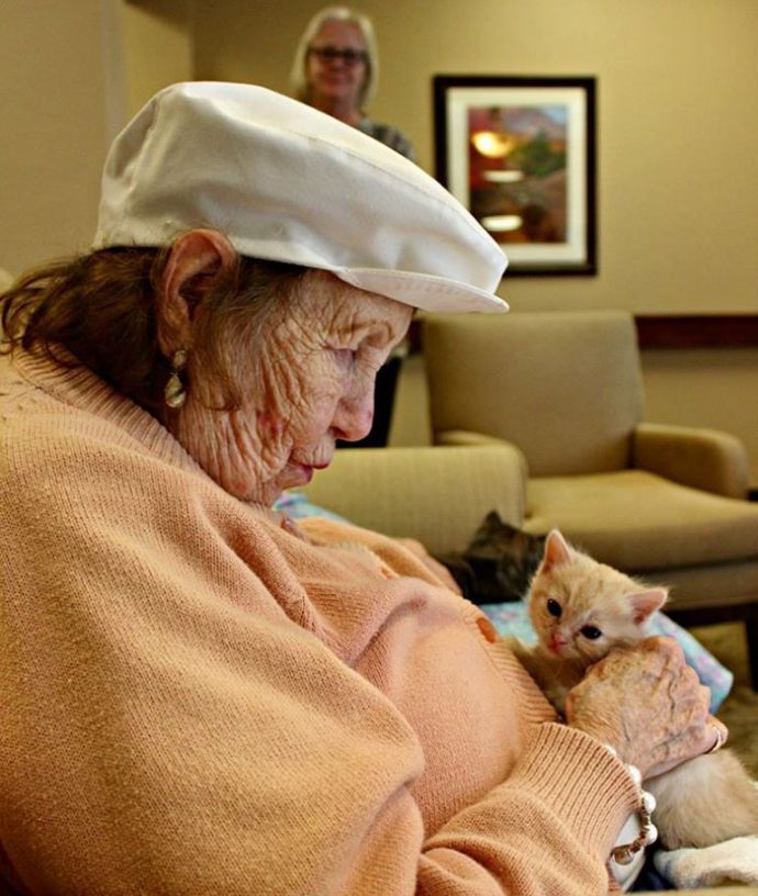 retirement-home-shelter-cats рис 5