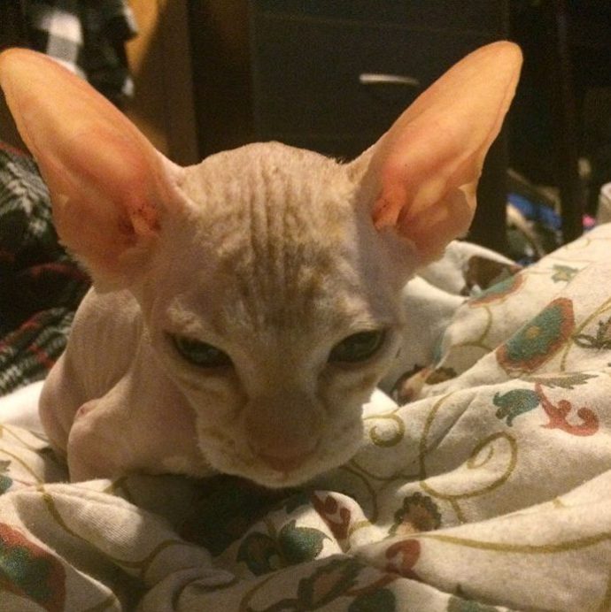 shaved-kittens-sold-sphynx-cats-1
