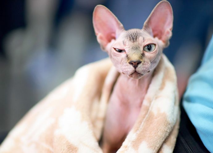 shaved-kittens-sold-sphynx-cats-5