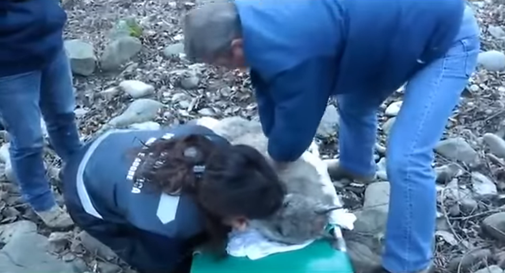 Женщина спасла молодого волка. Через полгода волк вернулся из леса и защитил ее от браконьера