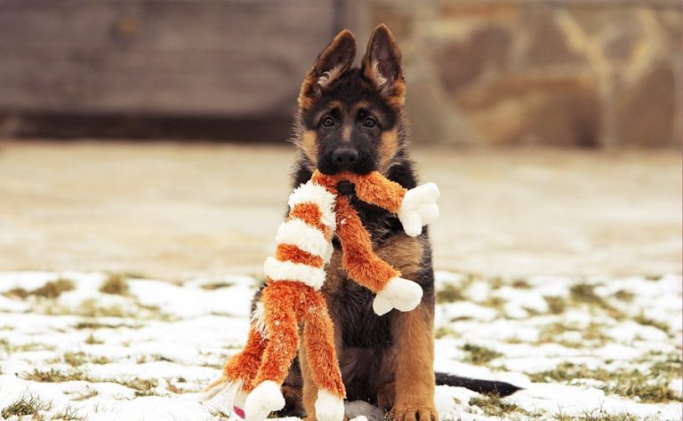 b_0_650_00___images_article-dogs_article-puppy-4