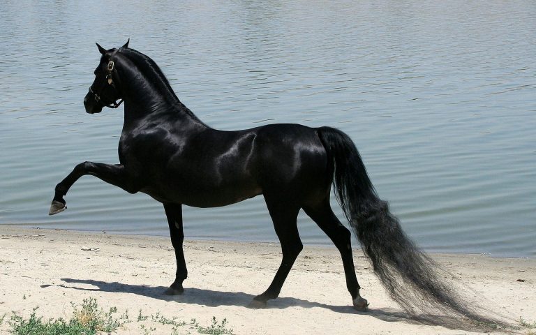 www.GetBg.net_Animals___Pets___Black_horse_041475_