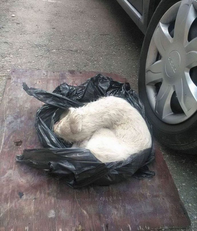 puppy-found-plastic-bag
