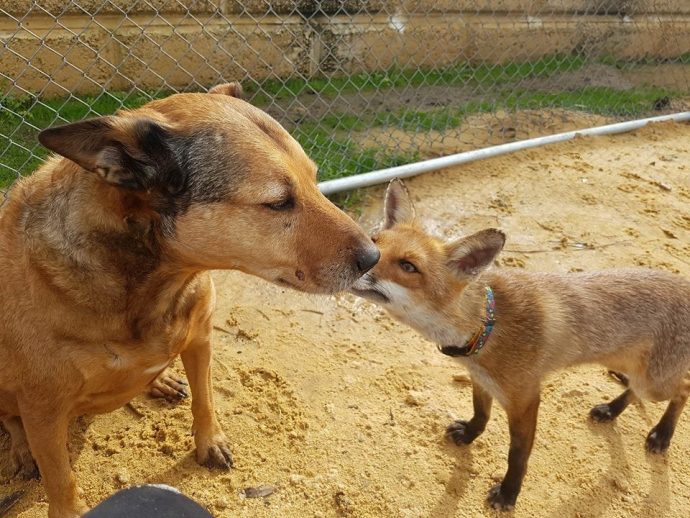 fox and dog рис 4
