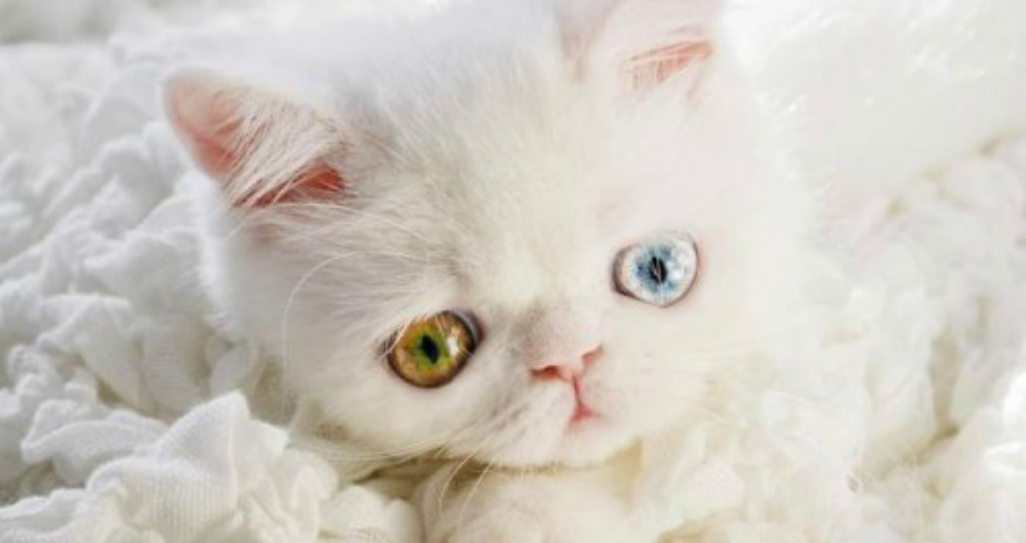 Красивая Белая Кошка Фото