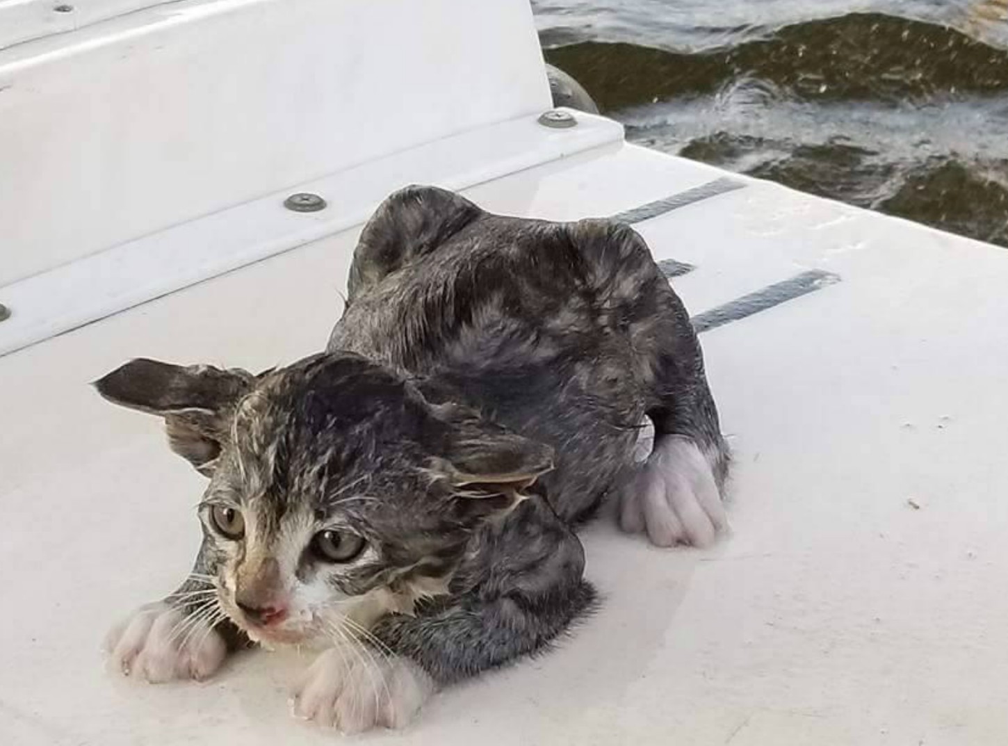 Спасите котиков. Речной котик. Тонущий котенок. Котенок упал в воду.