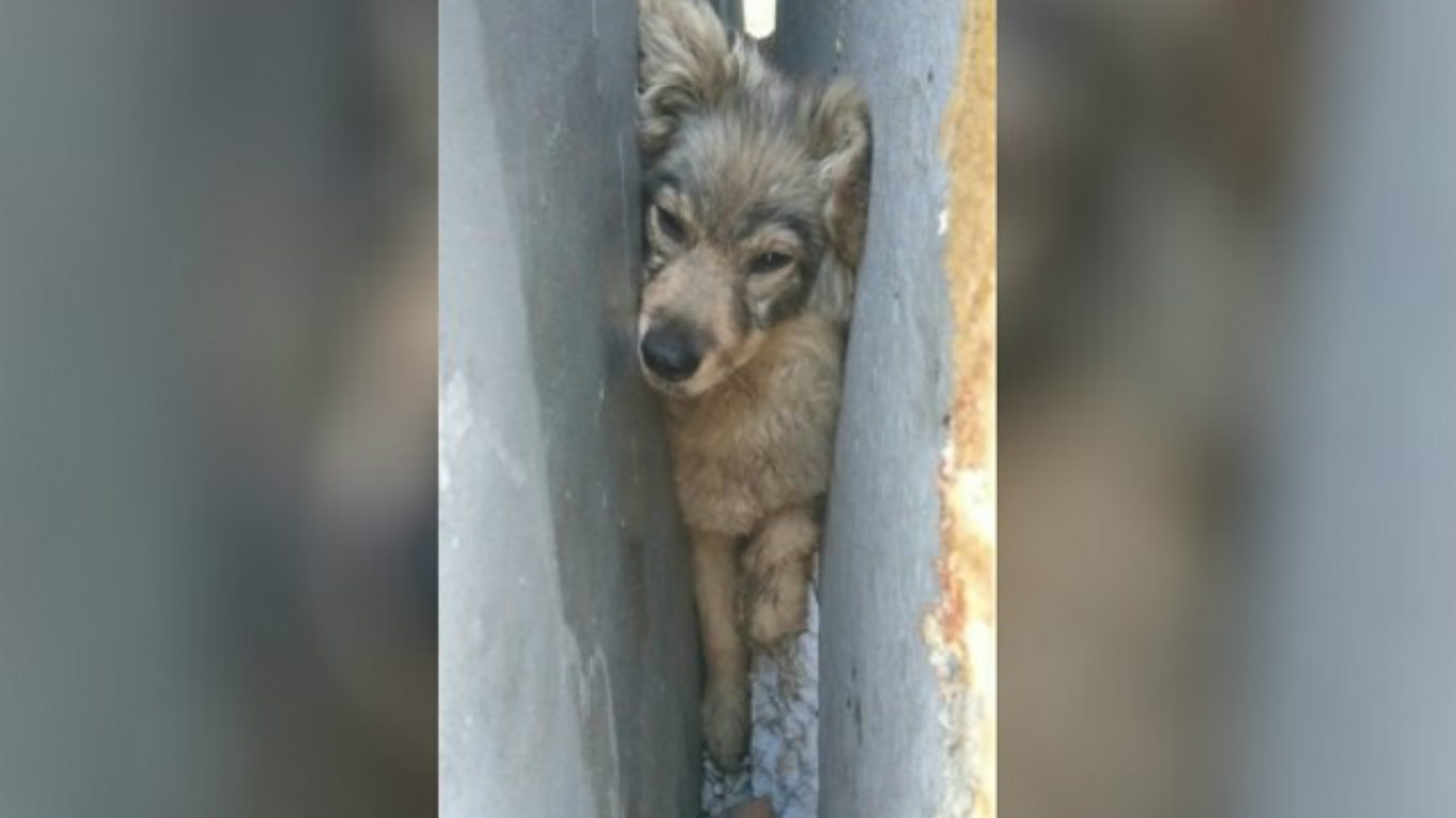 Собака застряла в женщине. Застряла собака между гаражами. Собака в гараже. Проснулась от сильного воя собаки, живу в многоэтажке. Баба между будог застряла собака-.