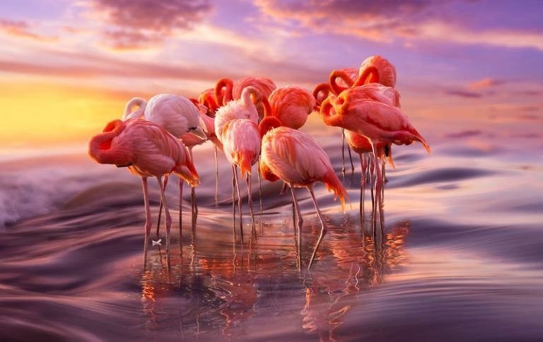 prekrasnye-flamingo-odni-iz-samyx-drevnix-ptic-2