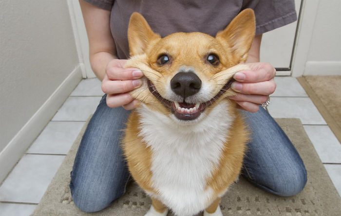 Щекастые и пушистые! 25 фото веселых собак, которые без ума от массажа щёк) рис 10