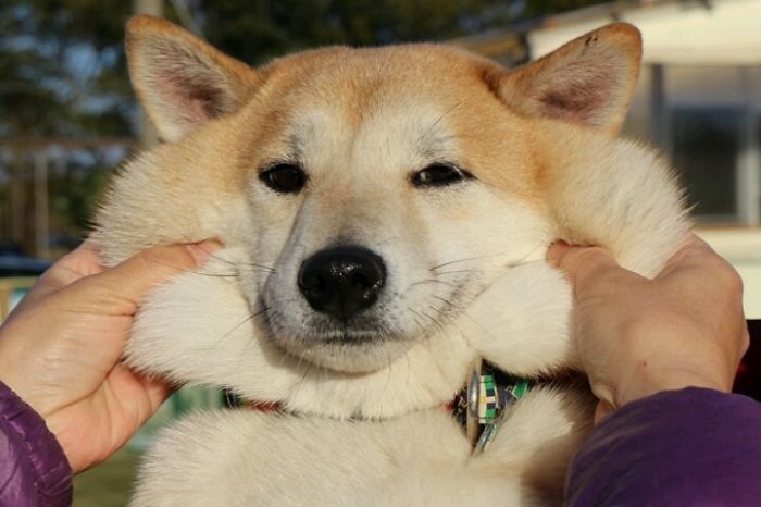 Щекастые и пушистые! 25 фото веселых собак, которые без ума от массажа щёк) рис 19
