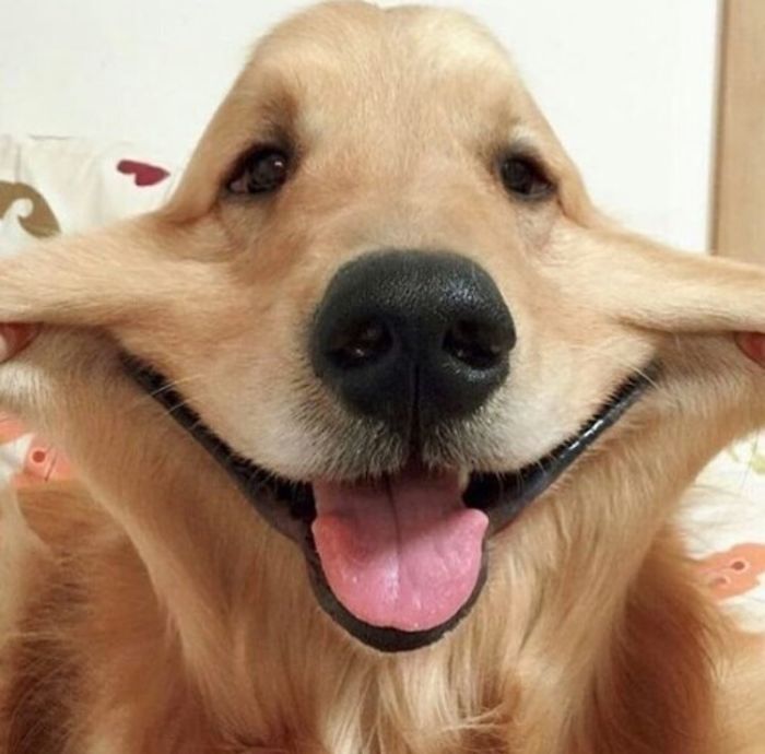 Щекастые и пушистые! 25 фото веселых собак, которые без ума от массажа щёк) рис 3
