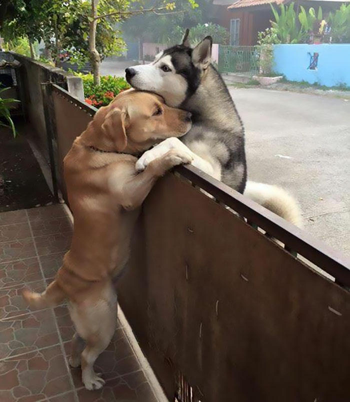 Не плачь, хаски-сан! Одинокий пёс сбежал из дома, чтобы обнять лучшего друга! :) рис 3