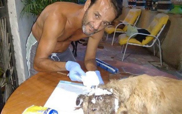Нет таких ран, за которые он бы не взялся! Защитник животных из Бразилии спас безнадёжного щенка ) рис 4