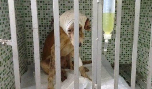 Нет таких ран, за которые он бы не взялся! Защитник животных из Бразилии спас безнадёжного щенка ) рис 6