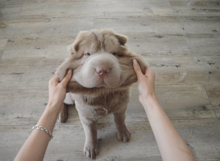 Щекастые и пушистые! 25 фото веселых собак, которые без ума от массажа щёк) рис 8