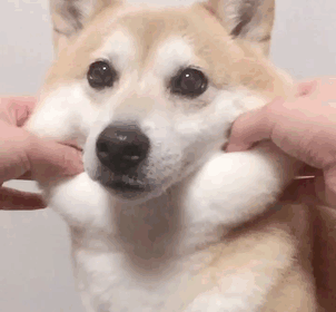 Щекастые и пушистые! 25 фото веселых собак, которые без ума от массажа щёк) рис 9