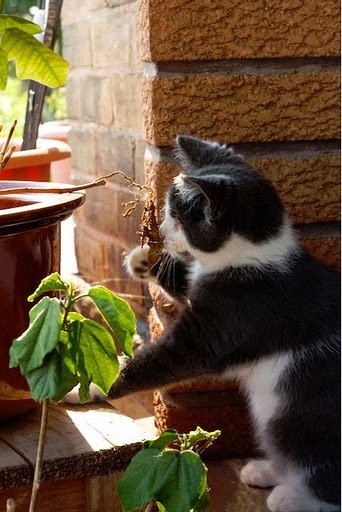 "Можно, я оближу тебе нос?" История слепого кота, который научился быть счастливым! рис 5