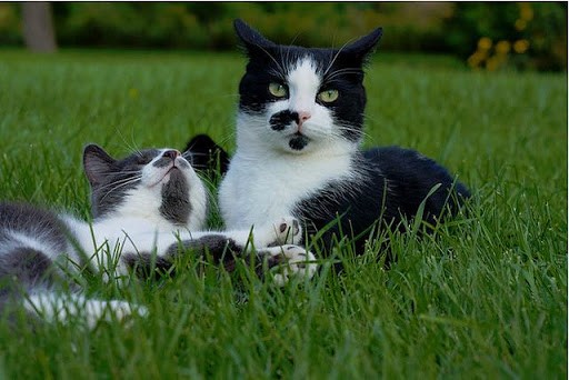 "Можно, я оближу тебе нос?" История слепого кота, который научился быть счастливым! рис 6