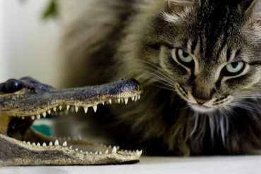 Cat-versus-alligator