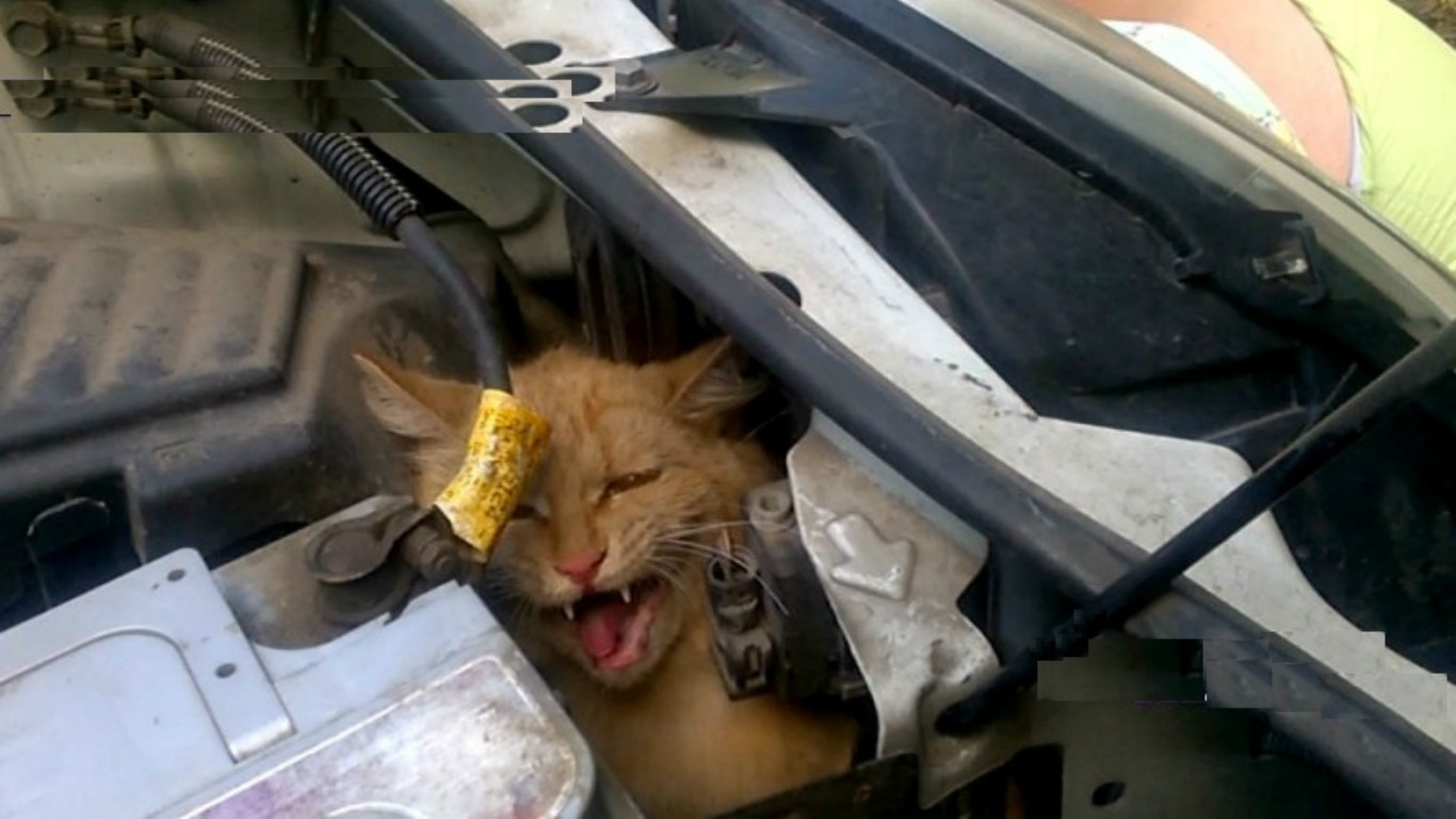 Кошка на капоте. Кот залез под капот машины. Котенок под капотом машины. Котенок под машиной. Котенок залез под капот.