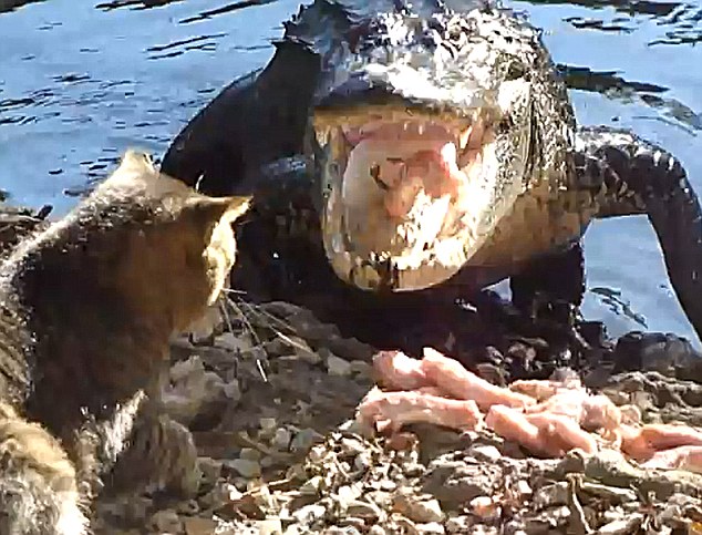 Невероятно! Кот побил аллигатора и отобрал его обед!.. Видео