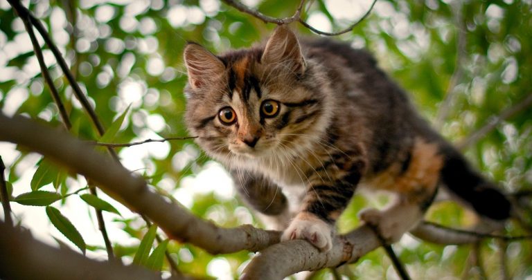 cat-on-tree-1