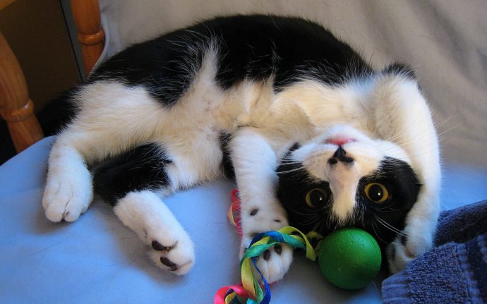 черно-белый кот с зеленым мячиком