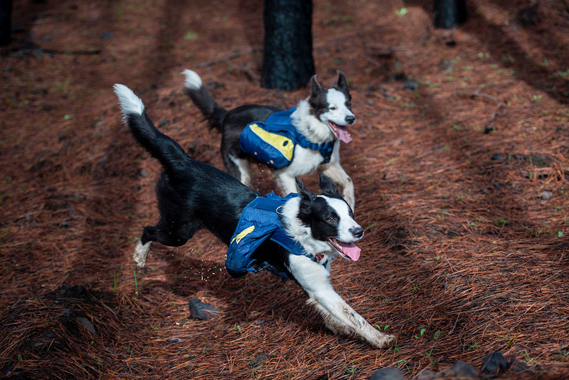 Без них ничего бы не получилось!!! Как умные собаки помогают чилийцам восстановить лес после пожара рис 10