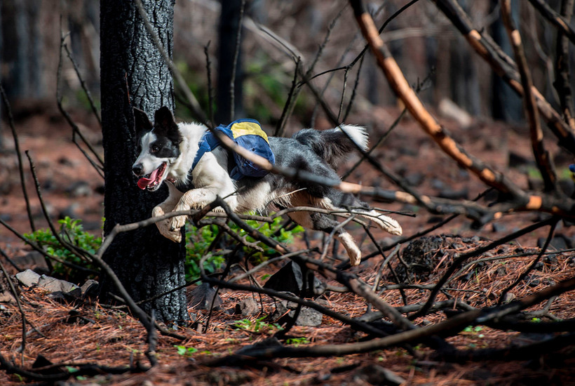 Без них ничего бы не получилось!!! Как умные собаки помогают чилийцам восстановить лес после пожара рис 11