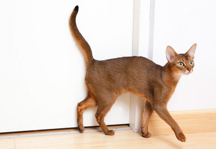 Абиссинская кошка: порода, принадлежащая фараонам рис 2