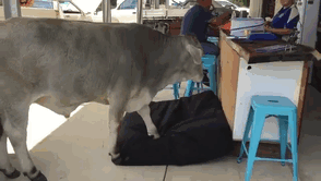 Серьёзно? 25 фото, доказывающих, что коровы – просто большие собаки! :) рис 12