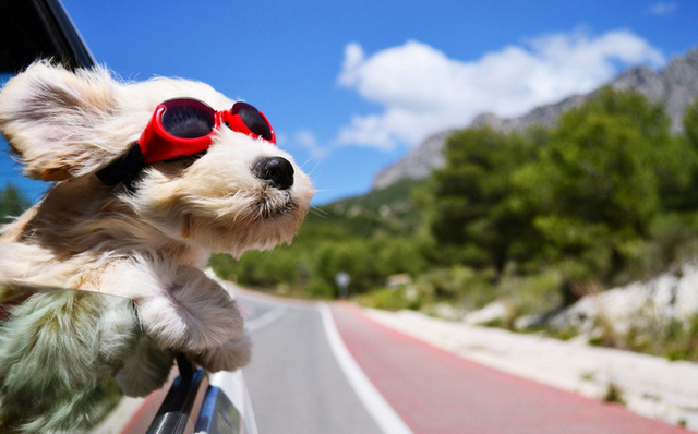 Носить в комплекте с уточкой! 15 собак, которые помогут вам выбрать крутые очки! :) рис 4