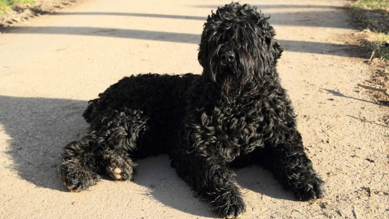 1484656045_black-russian-terrier-dog