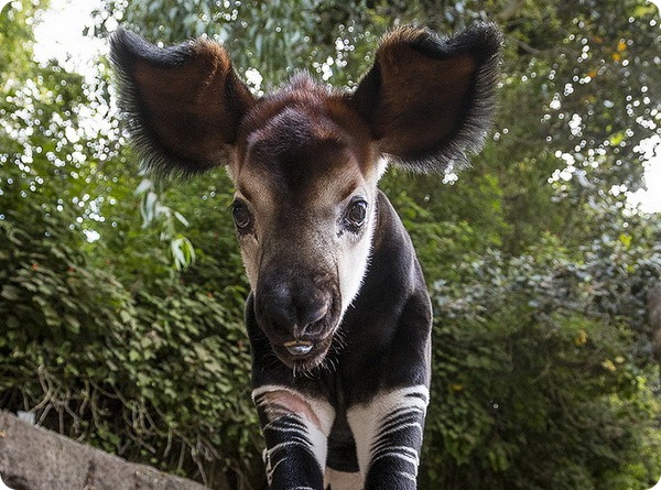 "Я родился!" Ушастый окапи вызвал бурный восторг в зоопарке! И вот почему... :)