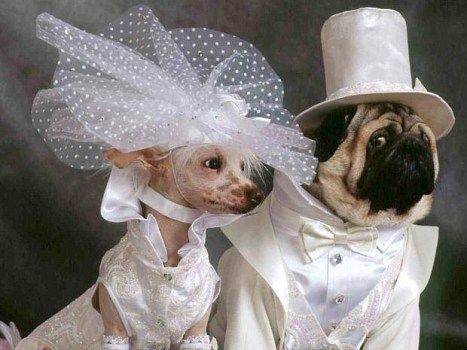 Без кота и свадьба не та! Как нарядить любимчика на свадебное торжество?