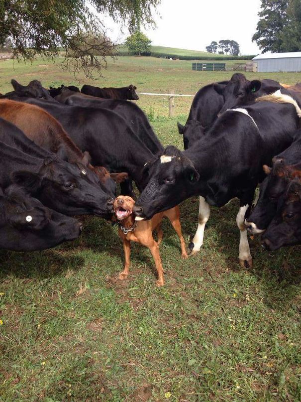 Серьёзно? 25 фото, доказывающих, что коровы – просто большие собаки! :) рис 2