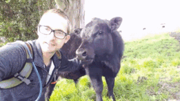 Серьёзно? 25 фото, доказывающих, что коровы – просто большие собаки! :) рис 24