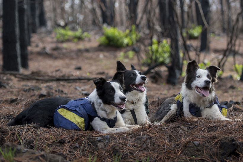 Без них ничего бы не получилось!!! Как умные собаки помогают чилийцам восстановить лес после пожара рис 3