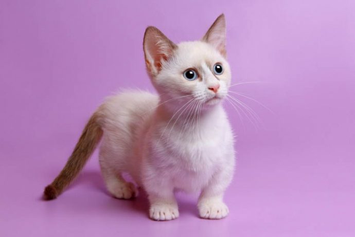 Манчкин: очаровательная такса в мире кошек рис 5
