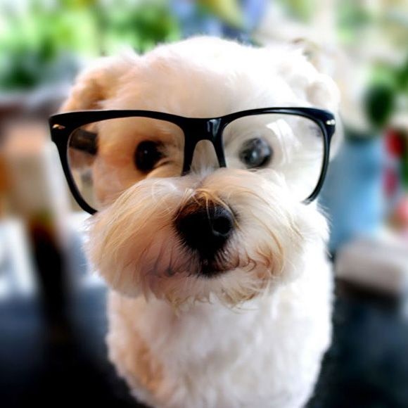 Носить в комплекте с уточкой! 15 собак, которые помогут вам выбрать крутые очки! :)