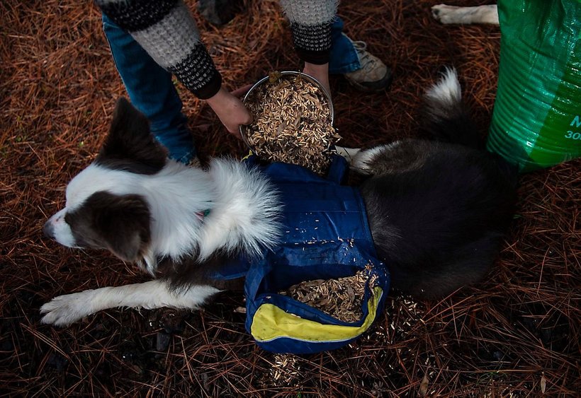 Без них ничего бы не получилось!!! Как умные собаки помогают чилийцам восстановить лес после пожара рис 4